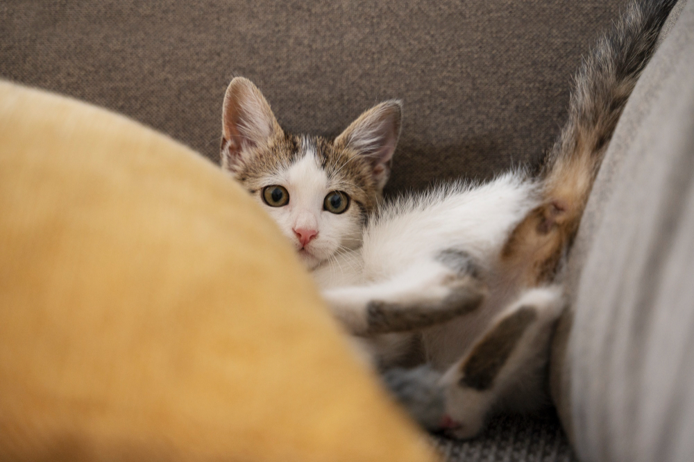 Мнение суда: даже в отсутствие ранее живущих в квартире кошек, но при наличии запаха собственник обязан произвести «санитарный» ремонт